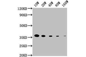 Western Blot Positive WB detected in: 15 μg hela whole cell lysate GAPDH antibody at 1:100000, 1:200000, 1:400000, 1:800000, 1:1600000 Secondary Goat polyclonal to mouse IgG at 1/50000 dilution Predicted band size: 36 KDa Observed band size: 36 KDa Exposure time: 5 min (GAPDH antibody  (AA 3-335))