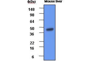Western Blotting (WB) image for anti-Betaine--Homocysteine S-Methyltransferase (BHMT) (AA 1-406) antibody (ABIN6245670) (BHMT antibody  (AA 1-406))