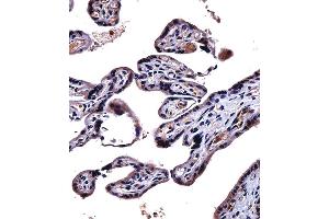IL9R Antibody immunohistochemistry analysis in formalin fixed and paraffin embedded human placenta tissue followed by peroxidase conjugation of the secondary antibody and DAB staining.