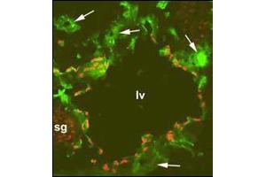 Immunofluorescence on a frozen section of a mouse embryo at day 13. (PROX1 antibody  (C-Term))