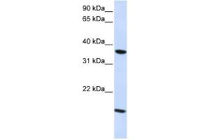 WB Suggested Anti-CLDN16 Antibody   Titration: 1.