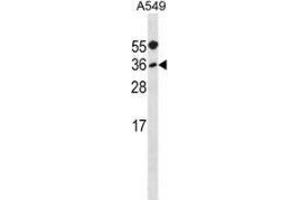 Western blot analysis in A549 cell line lysates (35ug/lane) using Myogenic factor 5 (MYF5) Antibody (N-term).