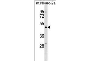 Mouse Dcdc2 Antibody (C-term) (ABIN1537217 and ABIN2850143) western blot analysis in mouse Neuro-2a cell line lysates (35 μg/lane). (DCDC2 antibody  (C-Term))