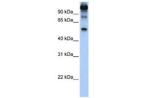 Western Blot showing FEZF1 antibody used at a concentration of 1.