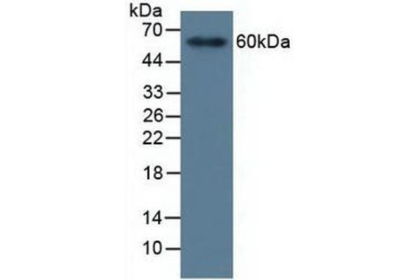 MMP19 antibody  (AA 98-508)