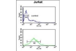 TPC6A Antibody (N-term) (ABIN651480 and ABIN2840261) flow cytometric analysis of Jurkat cells (bottom histogram) compared to a negative control cell (top histogram). (TRAPPC6A antibody  (N-Term))