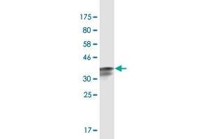 Western Blot detection against Immunogen (36.