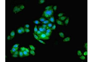 Immunofluorescent analysis of HepG2 cells using ABIN7145033 at dilution of 1:100 and Alexa Fluor 488-congugated AffiniPure Goat Anti-Rabbit IgG(H+L) (ASNA1 antibody  (AA 1-348))