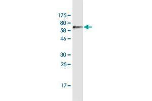 Western Blot detection against Immunogen (71. (ADAMTSL4 antibody  (AA 1-424))