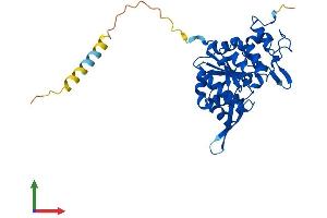 AlphaFold protein structure predicition of Human Recombinant MFNG Protein, UniprotID O00587