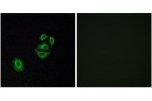 Immunofluorescence analysis of A549 cells, using OR2T2/2T35 Antibody. (OR2T2/2T35 antibody  (AA 61-110))