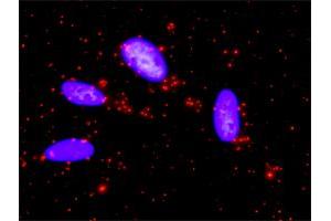 Proximity Ligation Analysis of protein-protein interactions between BIRC5 and CASP9. (Survivin antibody  (AA 1-142))