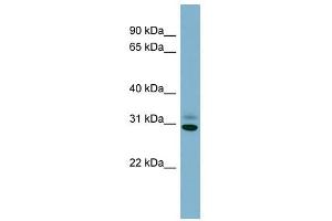 PAFAH1B3 antibody used at 1 ug/ml to detect target protein. (PAFAH1B3 antibody  (Middle Region))