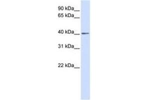 NKX3-2 抗体  (AA 180-229)