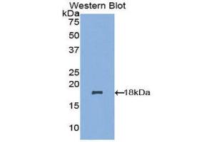 Western Blotting (WB) image for anti-NADH Dehydrogenase (Ubiquinone) 1, alpha/beta Subcomplex, 1, 8kDa (NDUFAB1) (AA 3-129) antibody (ABIN1857868)