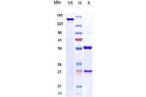 Anti-LILRB2 / ILT4 / CD85d Reference Antibody (JTX-8064) on SDS-PAGE under reducing (R) condition.