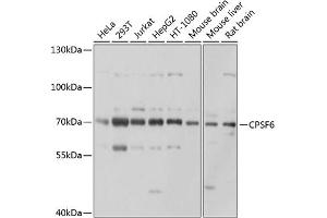 Western blot analysis of extracts of various cell lines, using CPSF6 antibody (ABIN6128924, ABIN6138974, ABIN6138975 and ABIN6221646) at 1:1000 dilution. (CPSF6 antibody)
