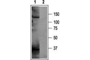 Western blot analysis of rat brain membranes: - 1. (KCNH5 antibody  (C-Term, Intracellular))