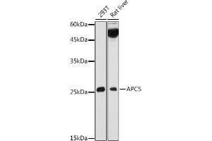 Western Blotting (WB) image for anti-Amyloid P Component, Serum (APCS) (AA 1-223) antibody (ABIN3022714)