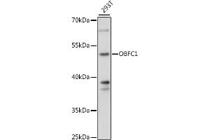 Western blot analysis of extracts of 293T cells, using OBFC1 antibody (ABIN7269093) at 1:1000 dilution. (OBFC1 antibody  (AA 1-368))