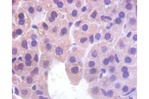 IHC analysis of paraffin-embedded mouse liver tissue, using Myoglobin antibody (1/100 dilution). (Myoglobin antibody  (AA 2-154))