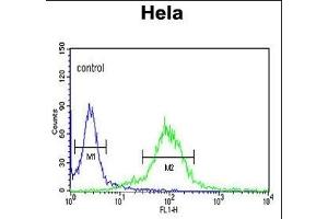 ML3 Antibody (C-term) (ABIN390676 and ABIN2840971) flow cytometric analysis of Hela cells (right histogram) compared to a negative control cell (left histogram). (MAML3 antibody  (C-Term))