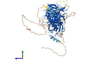AlphaFold protein structure predicition of Human Recombinant WDPCP Protein, UniprotID O95876 (WDPCP Protein (AA 1-746) (His tag))