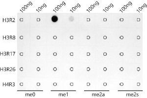 Dot-blot analysis of all sorts of peptides using MonoMethyl-Histone H3-R2 antibody (ABIN7267686) at 1:1000 dilution. (Histone 3 antibody  (H3R2me))