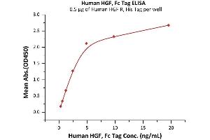 Immobilized Human HGF R, His Tag (ABIN2180660,ABIN2180659) at 5 μg/mL (100 μL/well) can bind Human HGF, Fc Tag (ABIN6992334) with a linear range of 1. (HGF Protein (AA 32-728) (Fc Tag))