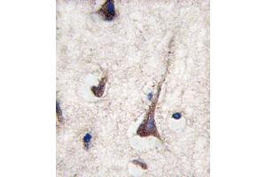 Formalin-fixed and paraffin-embedded human brain tissue reacted with CD3G antibody , which was peroxidase-conjugated to the secondary antibody, followed by DAB staining. (CD3G antibody  (N-Term))