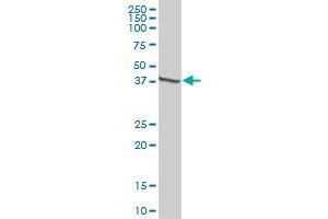 KRT15 MaxPab polyclonal antibody. (KRT15 antibody  (AA 1-456))