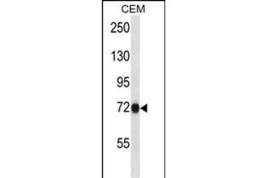 CNNM4 Antibody (C-term) (ABIN657513 and ABIN2846537) western blot analysis in CEM cell line lysates (35 μg/lane).