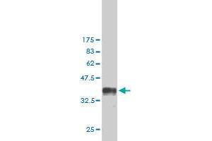 Western Blot detection against Immunogen (37. (SH2D3C antibody  (AA 1-110))