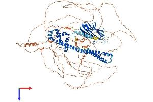 CAPRIN2 Protein (AA 1-1031) (His tag)