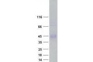 Validation with Western Blot (ZPBP2 Protein (Transcript Variant 2) (Myc-DYKDDDDK Tag))