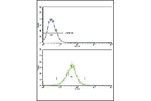 IL18R Antibody (N-term) 8797a flow cytometric analysis of k562 cells (bottom histogram) compared to a negative control cell (top histogram). (IL18RAP antibody  (N-Term))