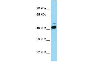 WB Suggested Anti-Rorb Antibody   Titration: 1.