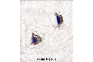 Formalin-fixed and paraffin-embedded human brain tissue reacted with NP1(Nptx1) Antibody (Center) (ABIN391417 and ABIN2841412) , which was peroxidase-conjugated to the secondary antibody, followed by DAB staining. (NPX1 antibody  (AA 174-203))