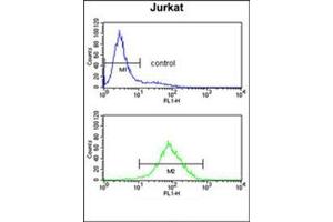 Flow cytometry analysis of Jurkat cells using PPM1H Antibody  (bottom histogram) compared to a negative control cell (top histogram). (PPM1H antibody  (Middle Region))