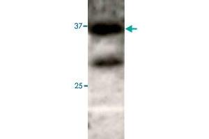 Western blot under reducing conditions on 293 cell lysate using rabbit ATG3 polyclonal antibody  at a dilution of 1 : 50. (ATG3 antibody  (N-Term))
