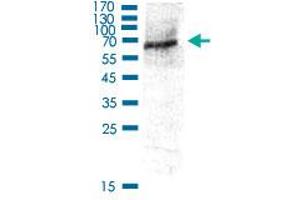 Western Blot (Cell lysate) analysis of 293 cell lysate. (AKT1 antibody  (pTyr326))