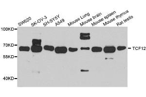 Western blot analysis of extracts of various cell lines, using TCF12 antibody. (TCF12 antibody  (AA 443-682))
