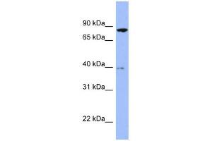 WB Suggested Anti-RDX Antibody Titration: 0.