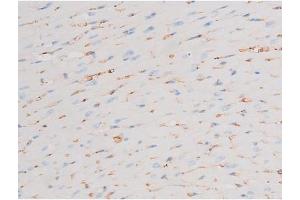 ABIN6267603 at 1/200 staining Mouse heart tissue sections by IHC-P. (PKC theta antibody  (pSer676))