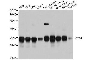 Western blot analysis of extracts of various cell lines, using CYC1 antibody. (Cytochrome C1 antibody  (AA 85-291))