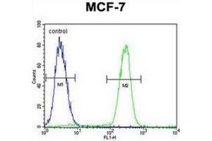 Flow Cytometric analysis of MCF-7 cells using RACGAP1 Antibody (N-term) Cat. (RACGAP1 antibody  (N-Term))