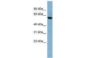 WB Suggested Anti-PVRL3 Antibody Titration:  0. (nectin-3 antibody  (N-Term))