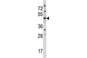 WNT3 antibody western blot analysis in CEM lysate. (WNT3 antibody  (AA 155-184))