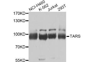 Western blot analysis of extracts of various cell lines, using TARS Antibody (ABIN2560301) at 1:1000 dilution. (TARS antibody)