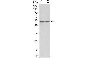Western blot analysis using GSK3 alpha mouse mAb against Hela (1) and PC-3 cell lysate. (GSK3 alpha antibody)